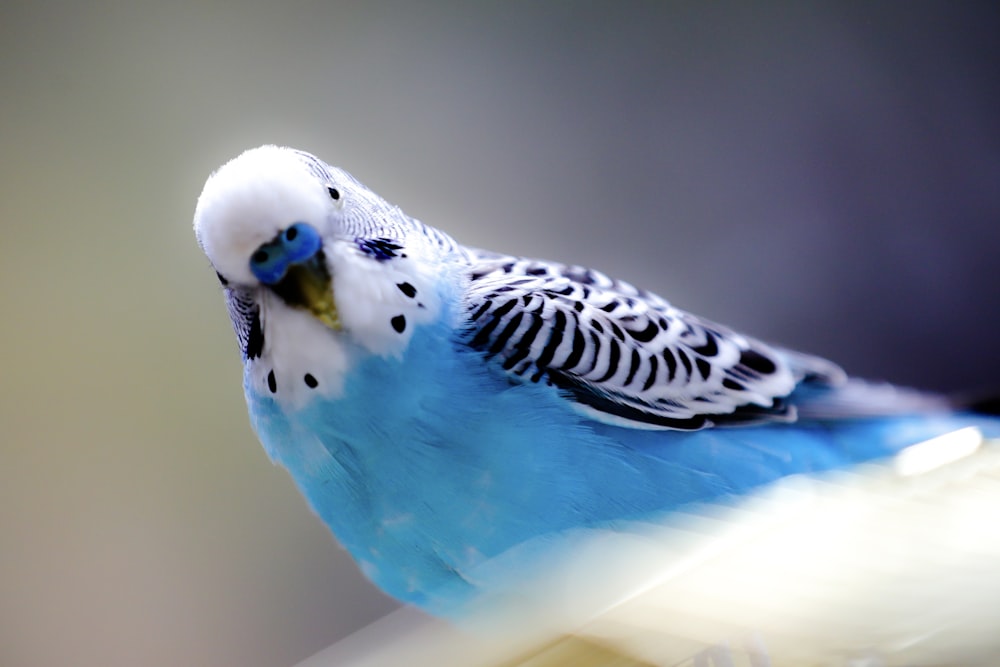 Ein blau-weißer Vogel, der auf einem Ast sitzt