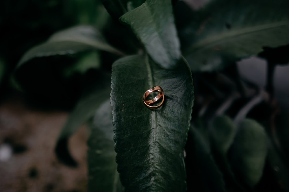 a close up of a ring on a leaf