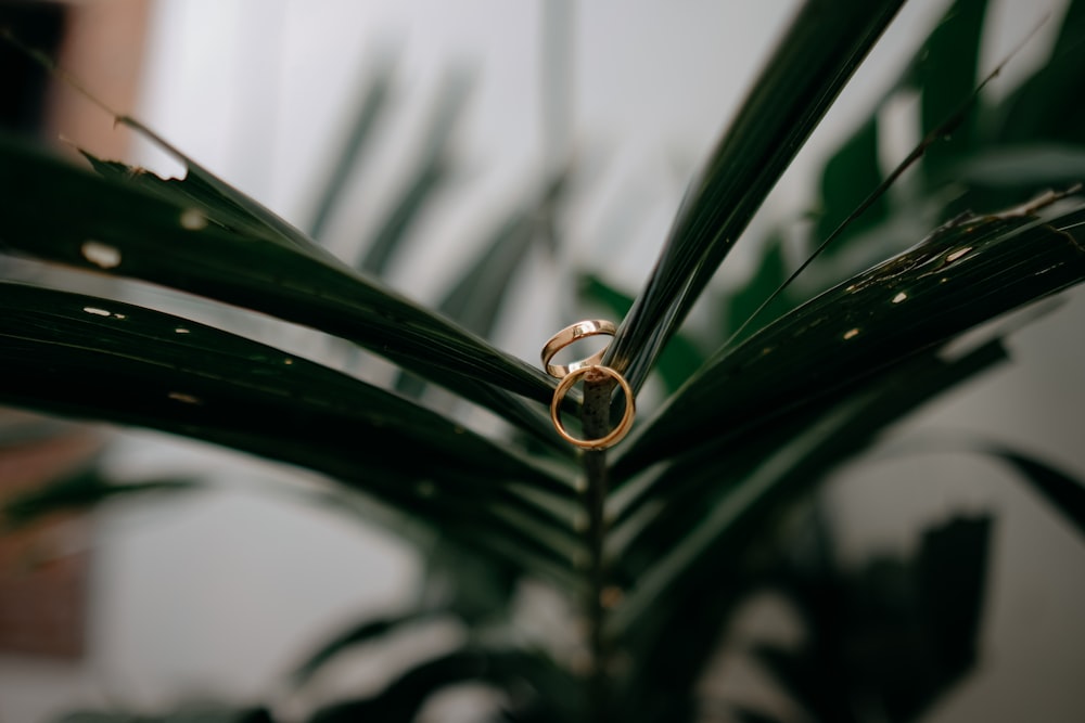 a couple of wedding rings sitting on top of a green plant