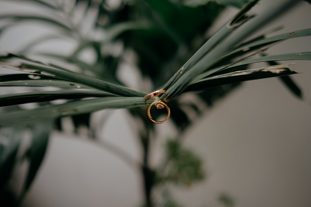 a close up of a plant with a ring on it