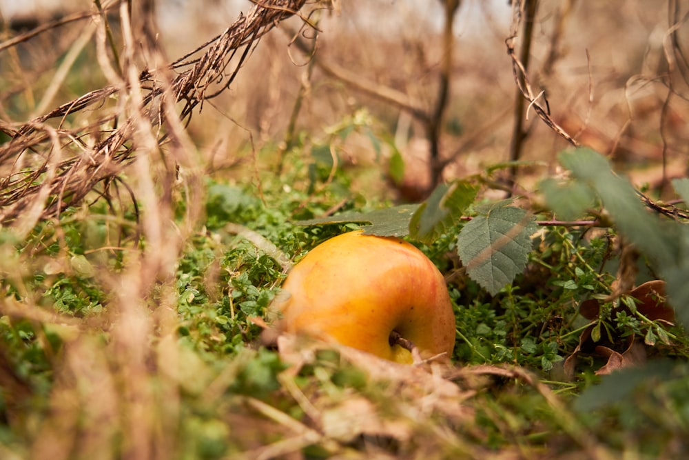 an apple sitting on the ground in the grass