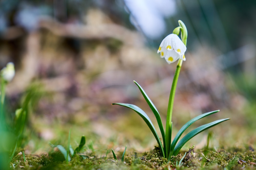 a small white flower sitting on top of a lush green field