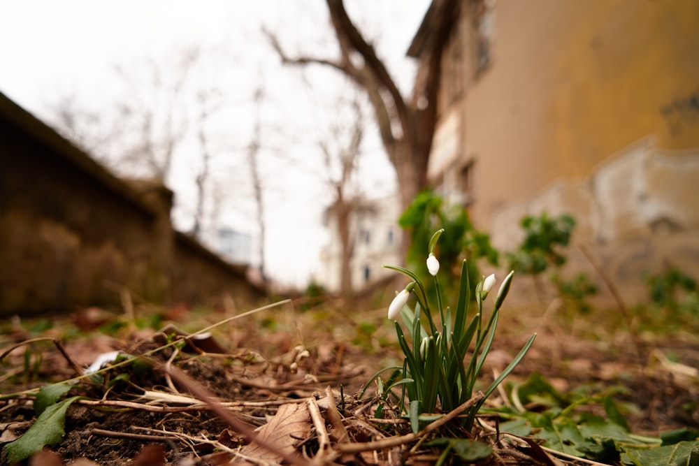 a small white flower sitting on the ground next to a building