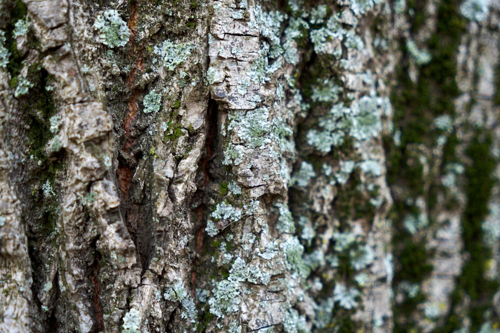 a close up of the bark of a tree