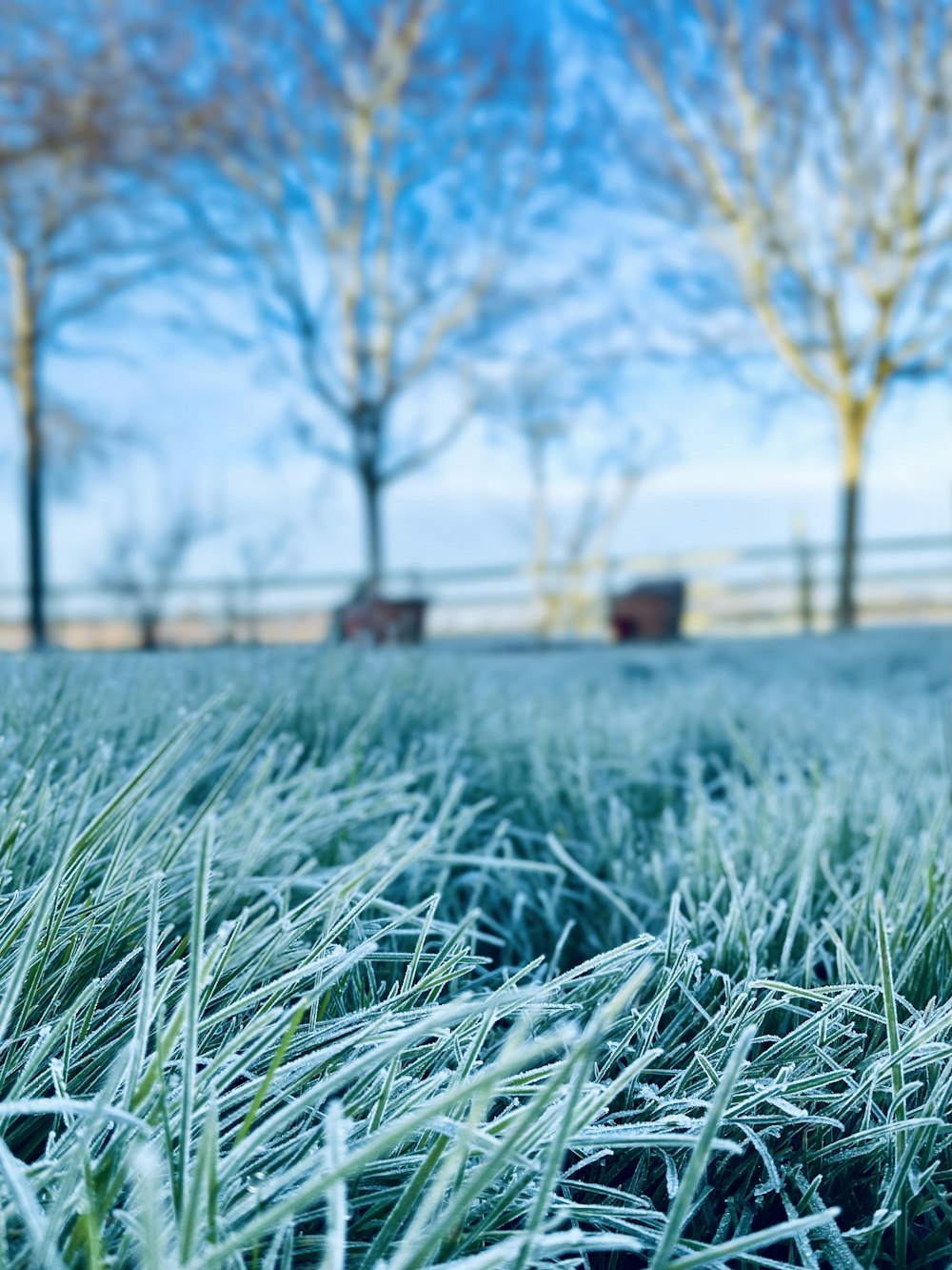 a field of grass with trees in the background