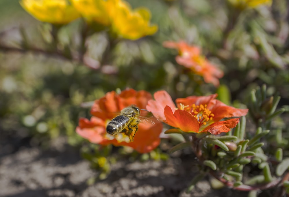 une abeille sur une fleur avec d’autres fleurs en arrière-plan