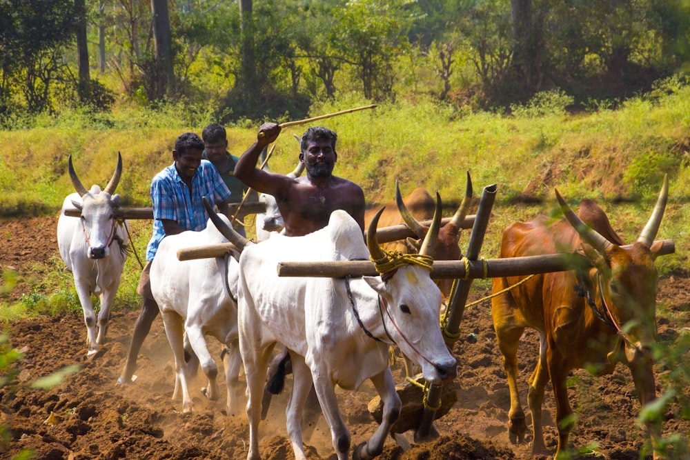 a group of men plowing a field with oxen