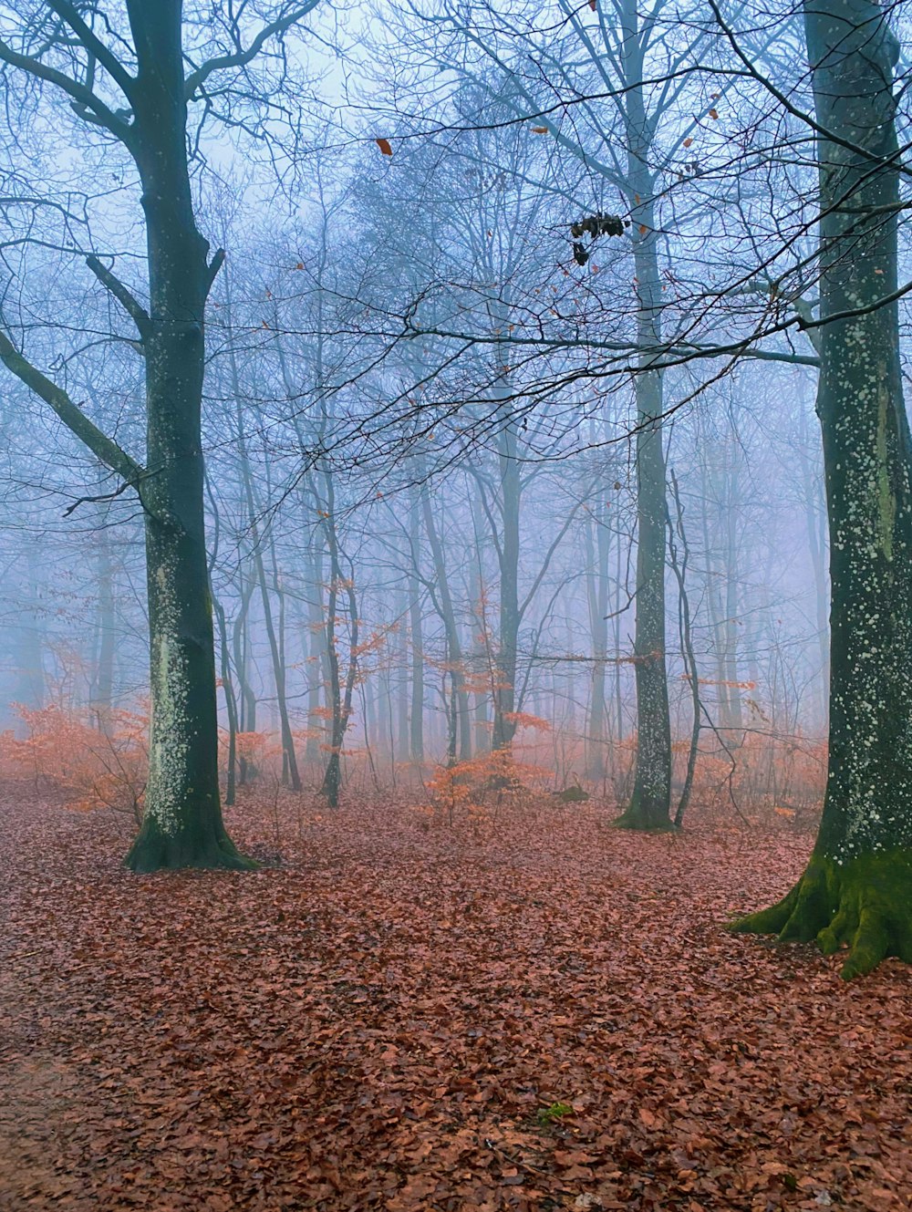 a foggy forest filled with lots of trees and leaves