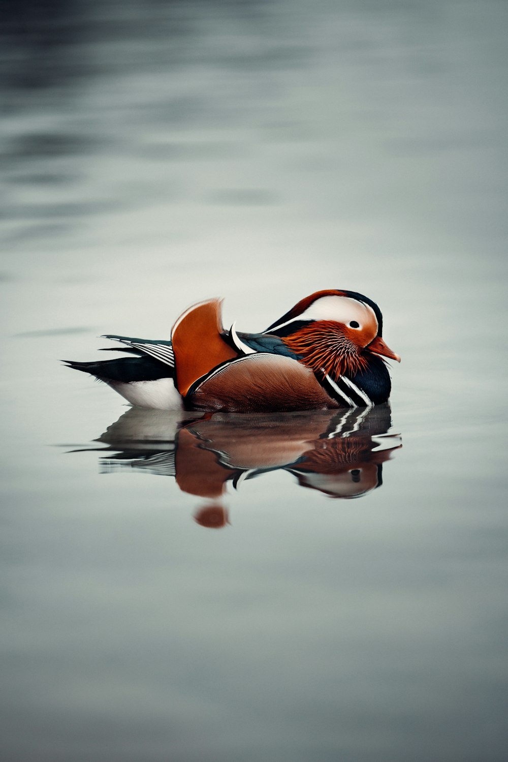 a bird that is floating in the water