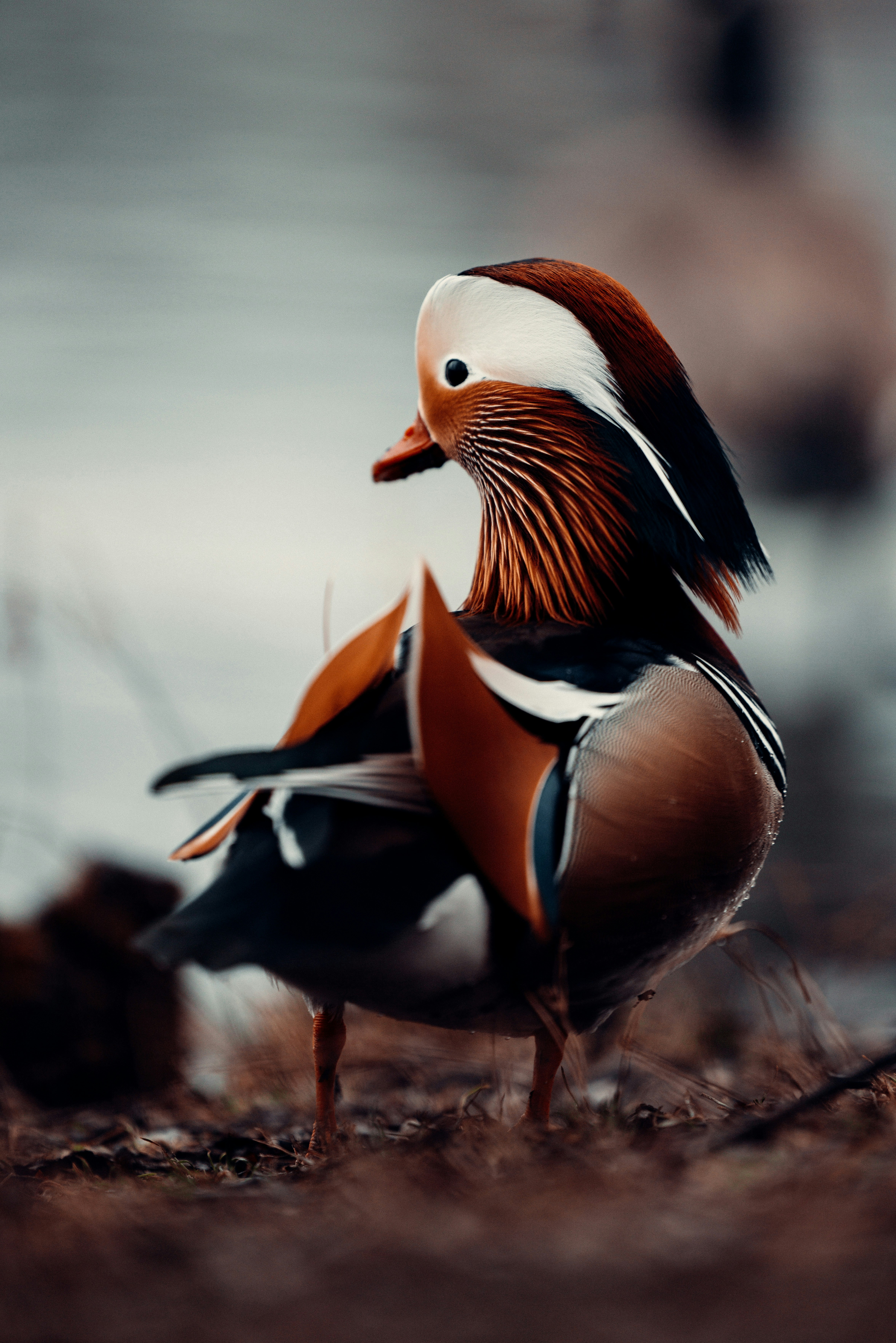 Desktop wallpaper: Animal, Mandarin Duck, Bird, Birds 4K free download for  PC. 1166195, image size:3000x4498