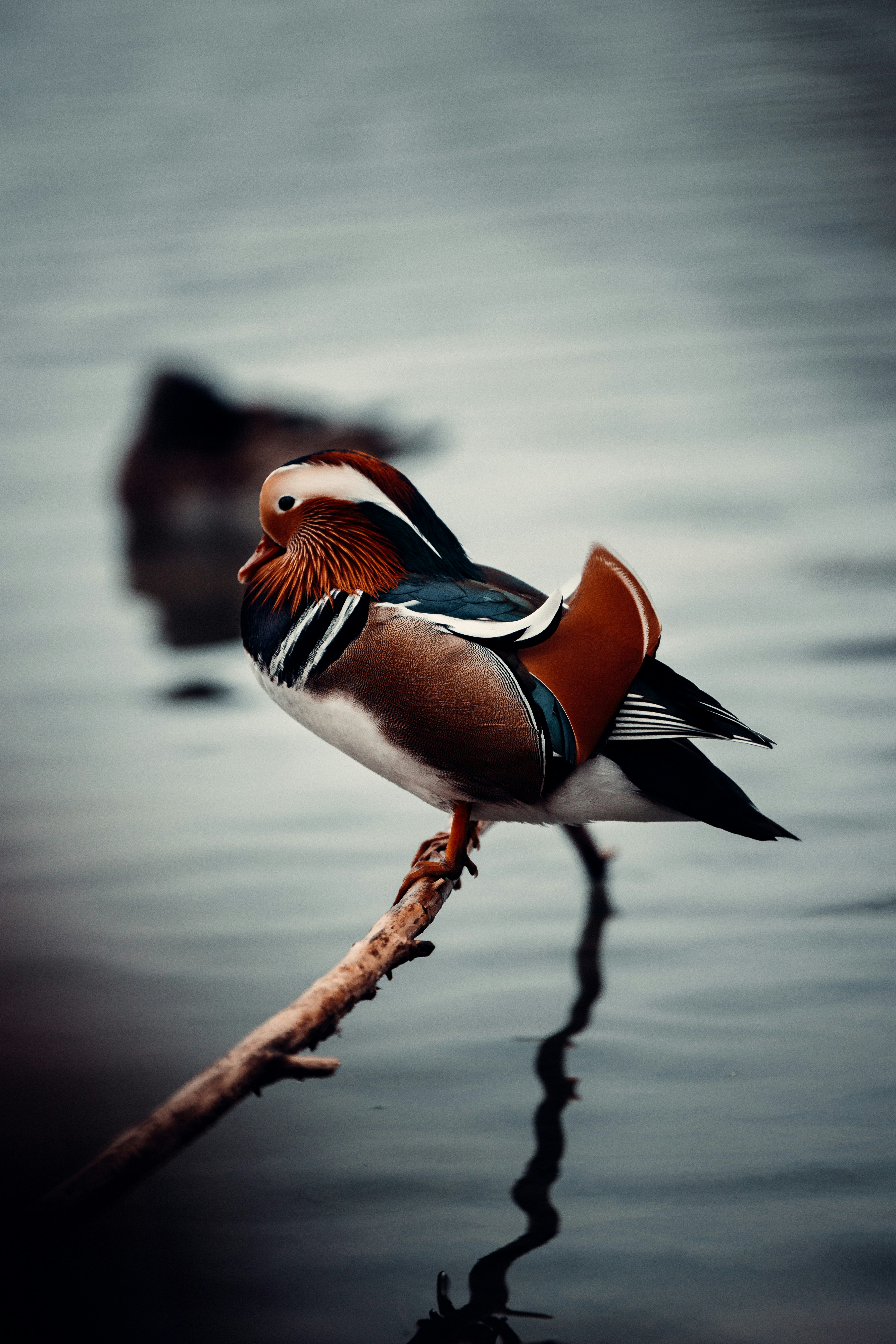 Photo by patresinger