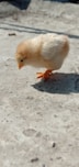 a small chicken walking across a cement ground