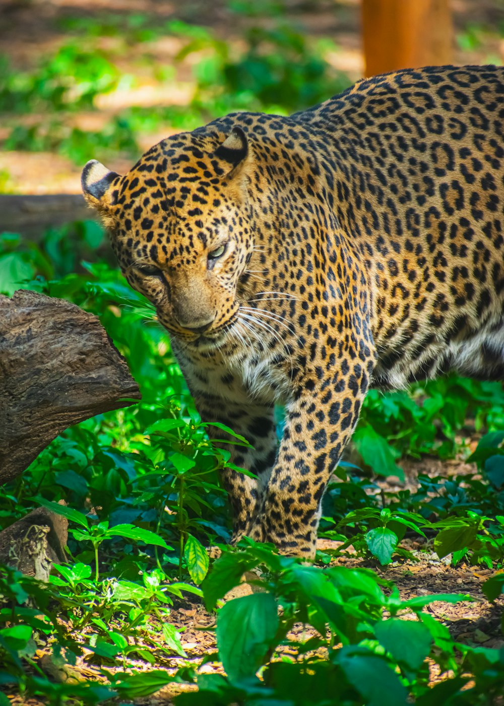 a large leopard walking across a lush green forest