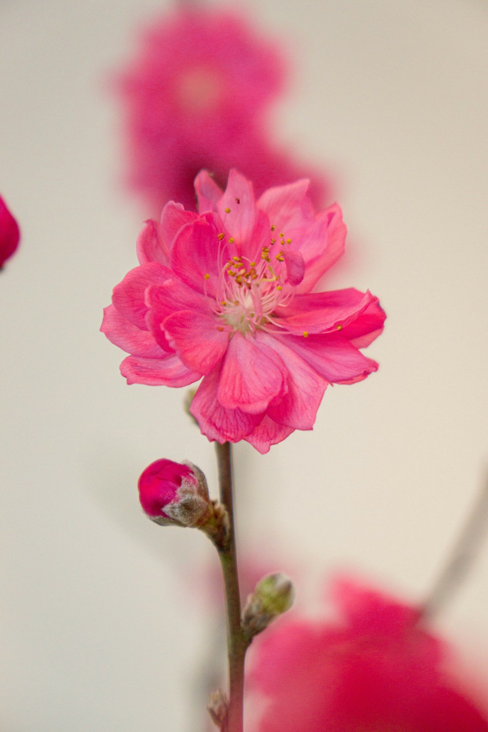 a close up of a pink flower on a stem