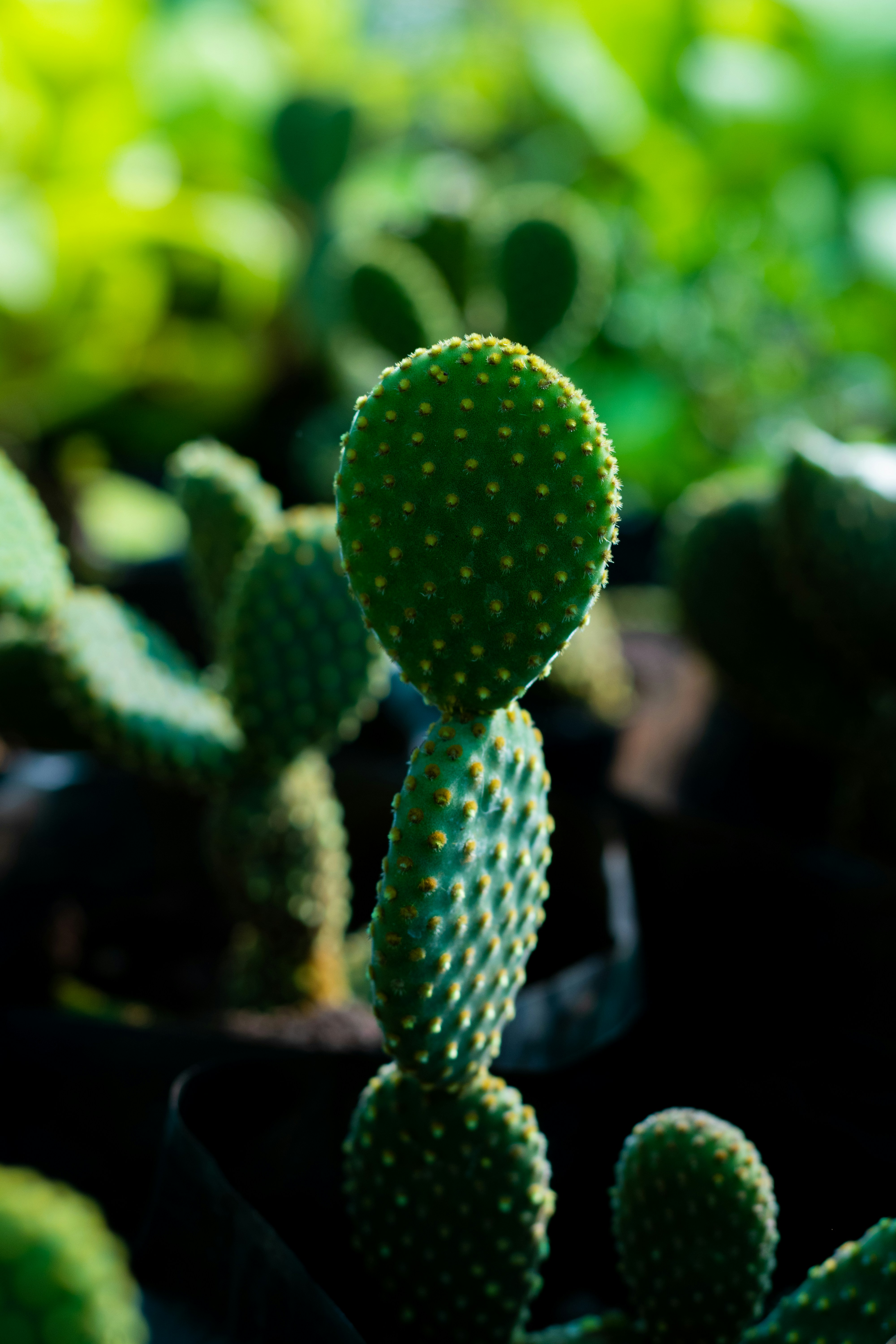 a close up of a small cactus in a pot