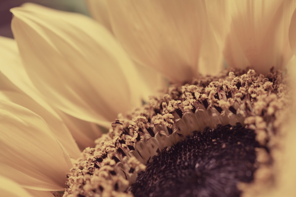a close up of a sunflower with a blurry background