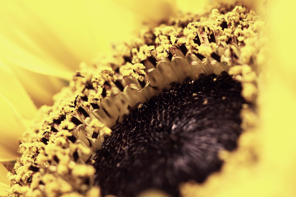 a close up of a sunflower with a yellow background