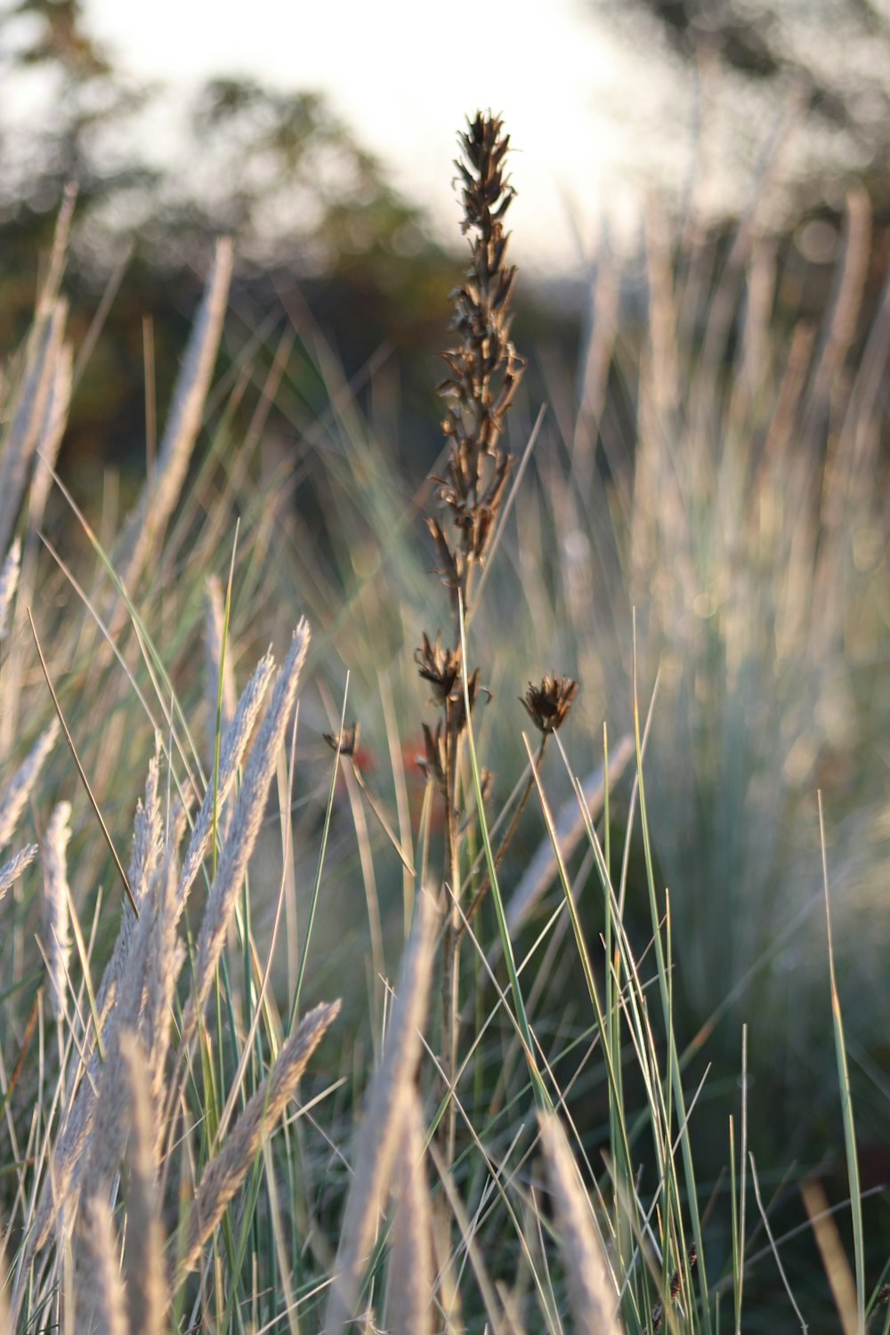 a close up of a plant in a field