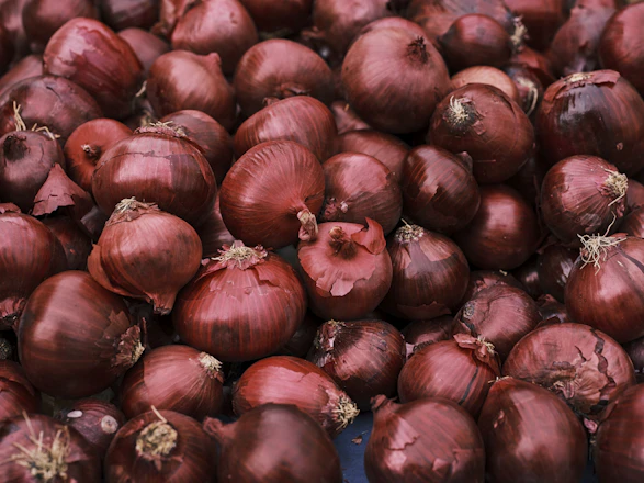 Close-up of vibrant red onions freshly harvested and stacked in crates.