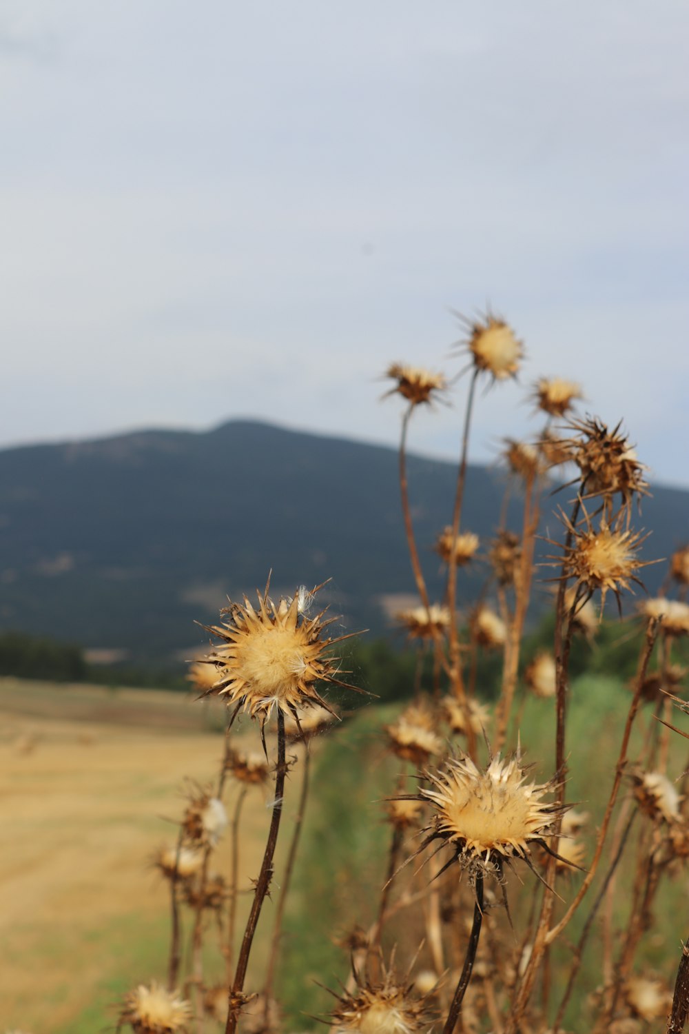 a field with a mountain in the background