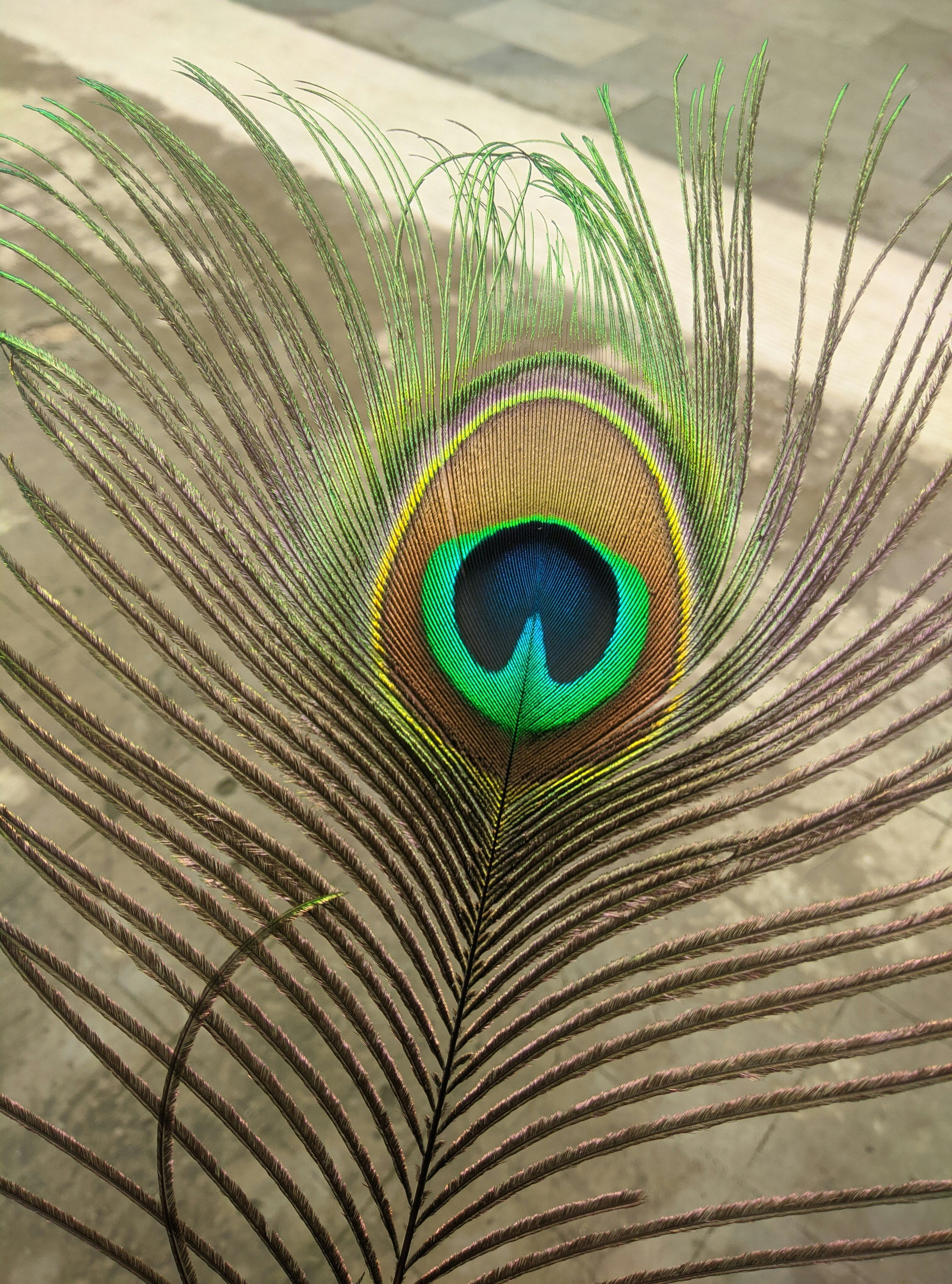 A close up of a peacock's feathers tail photo – Free Peacock feather Image  on Unsplash, image size:3000x4046