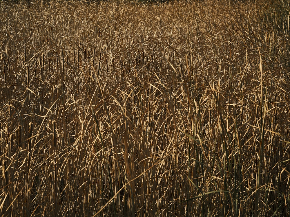 a field of tall grass with a stop sign in the background