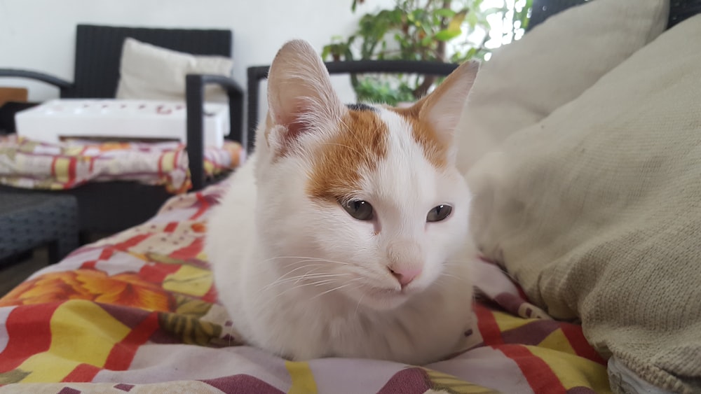 a white and orange cat laying on a bed