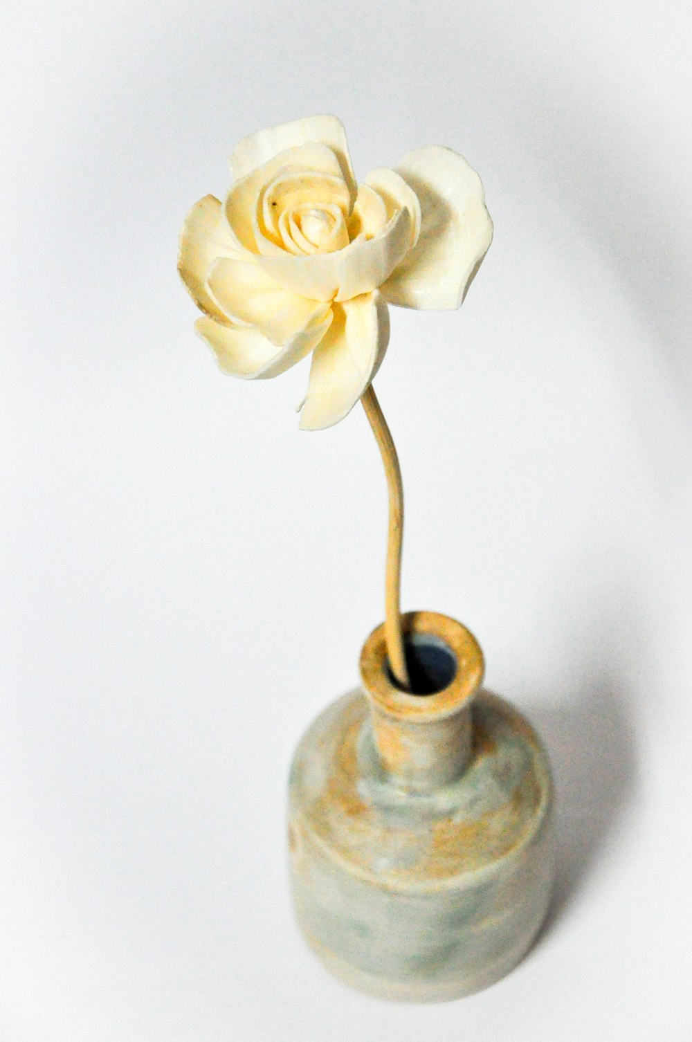 a white rose in a vase on a white background