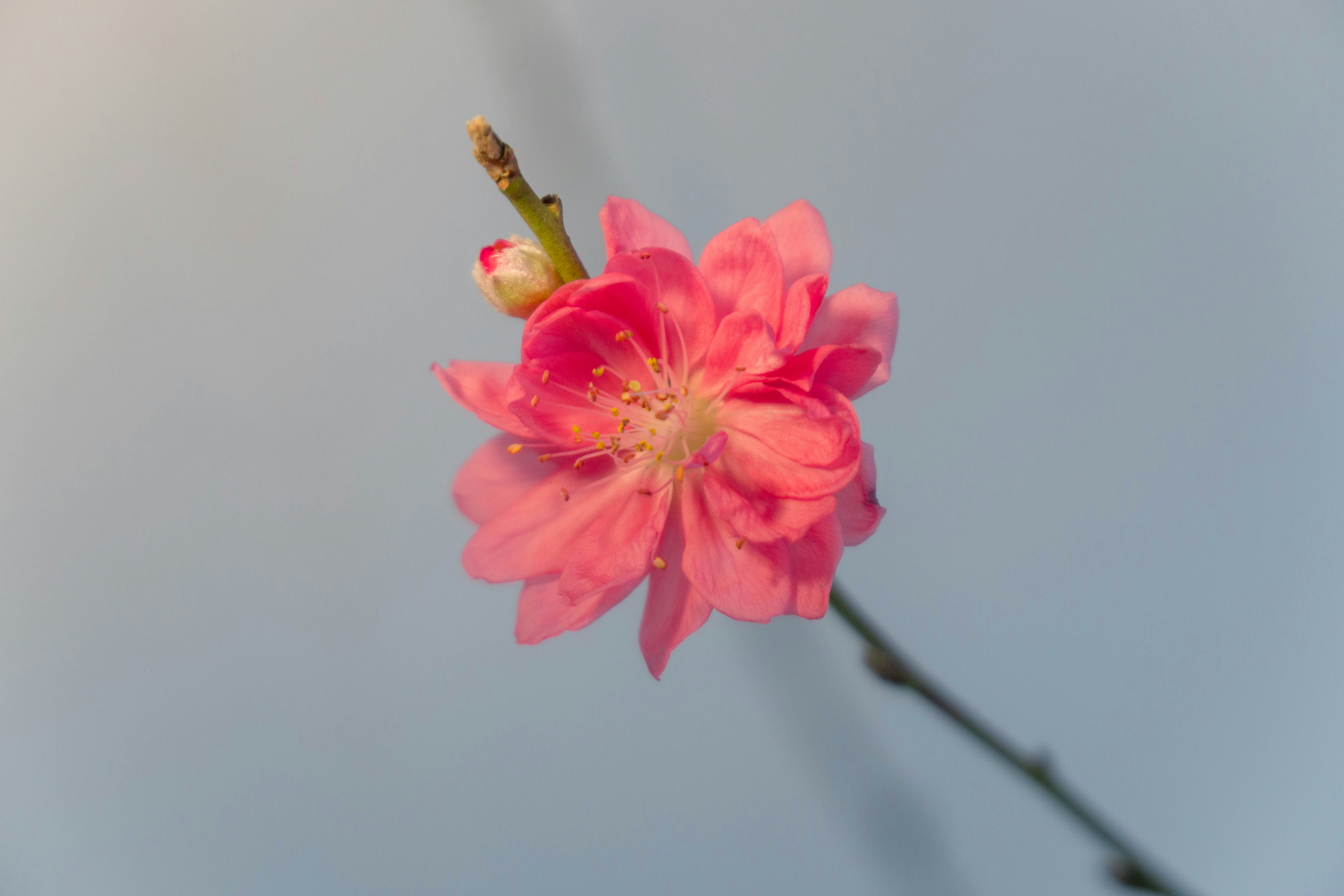 下週就是農曆新年, 還沒有準備好年花