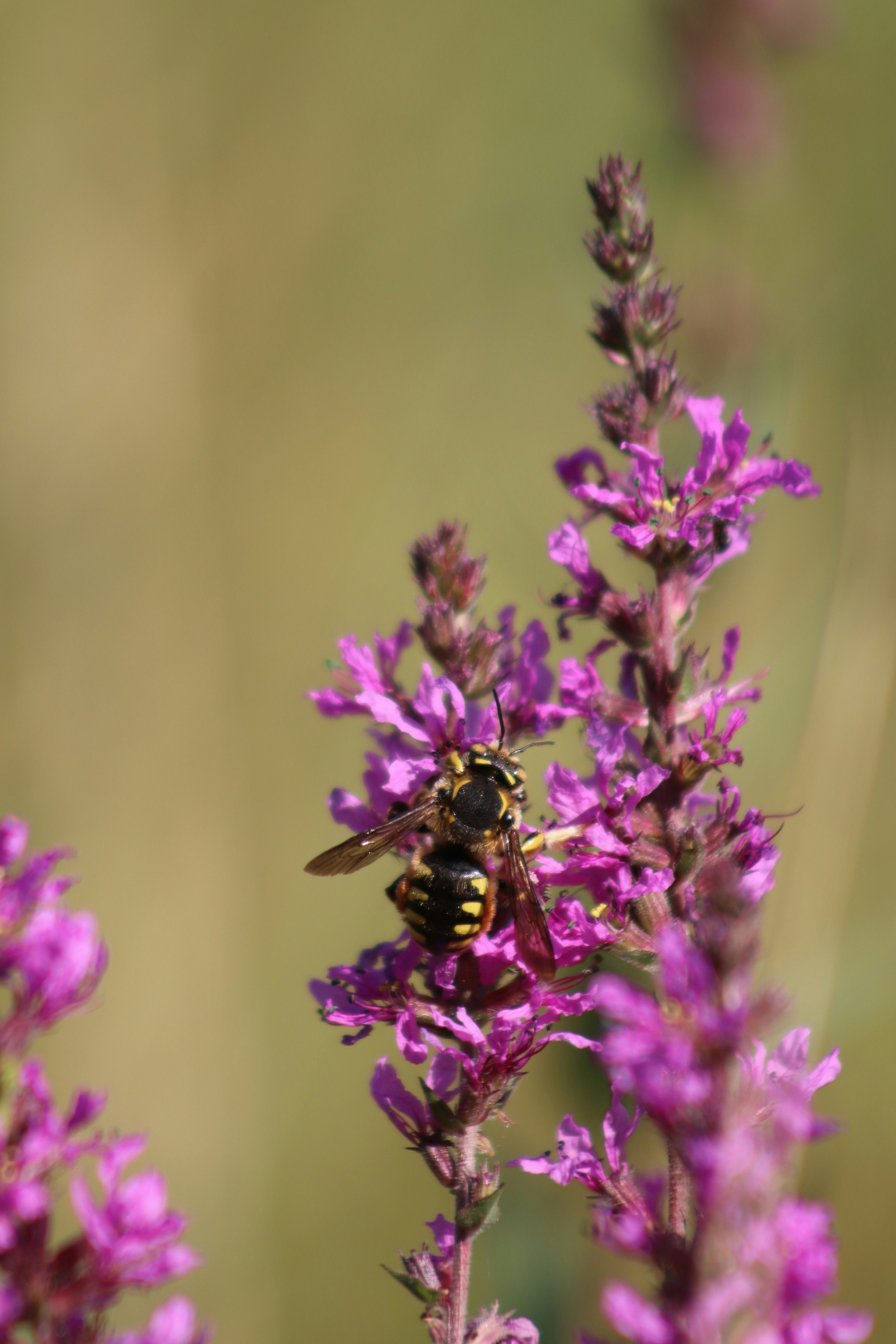 Photo by fajschreurs