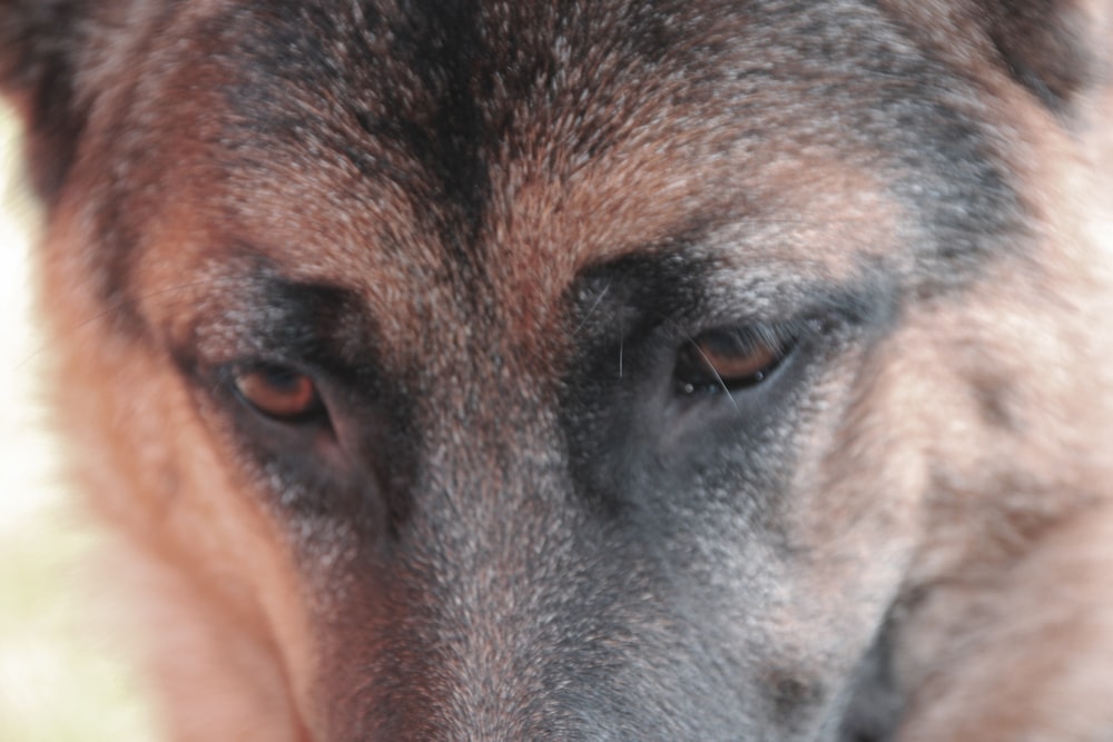 a close up of a dog's face with a blurry background