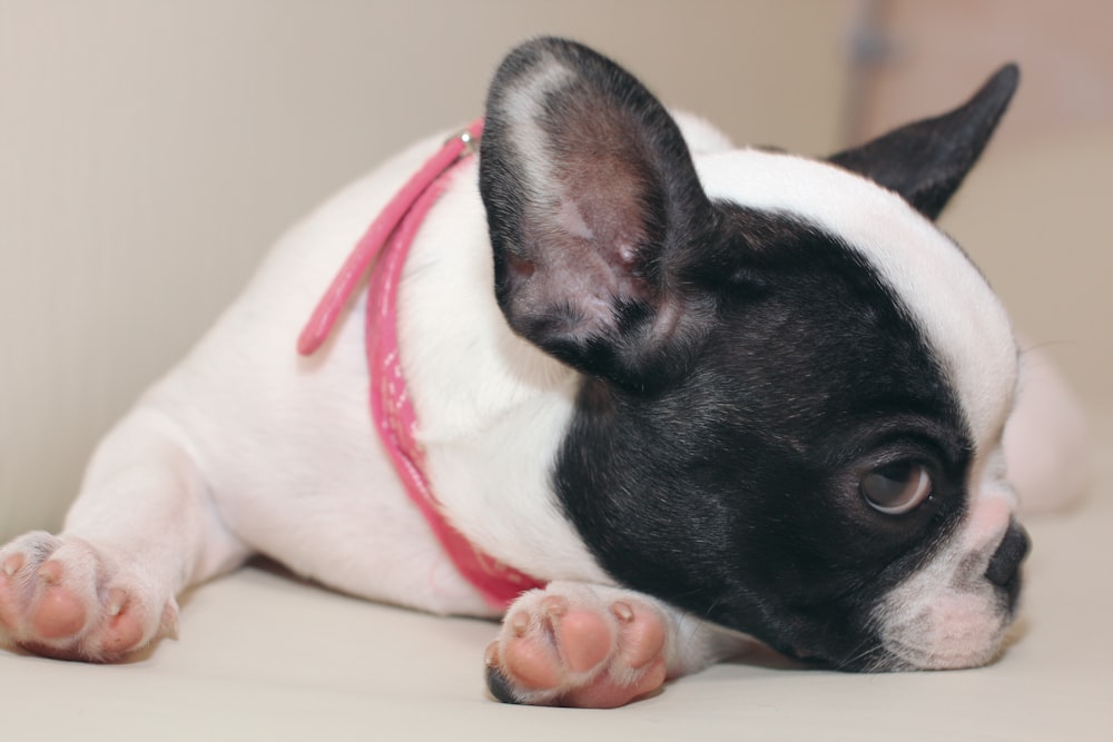 Un piccolo cane bianco e nero che giace sul pavimento