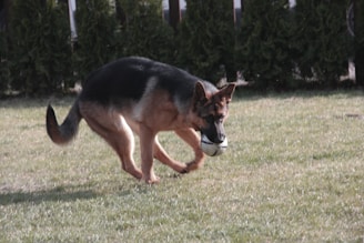 hundephysiotherapie-soltau