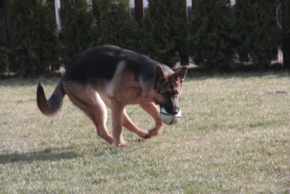 a dog running with a frisbee in its mouth
