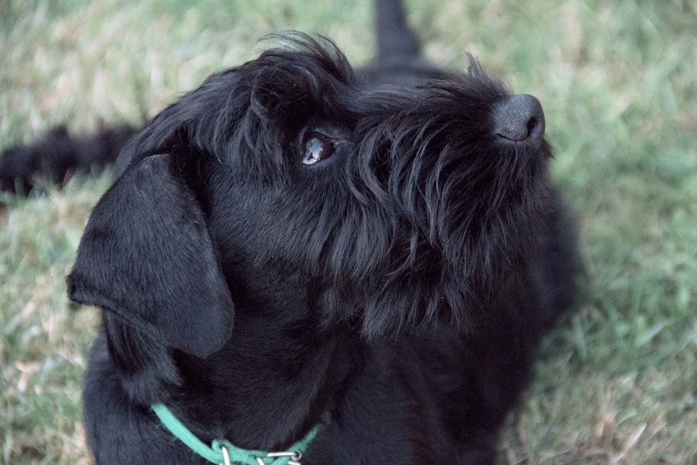 a black dog sitting on top of a lush green field