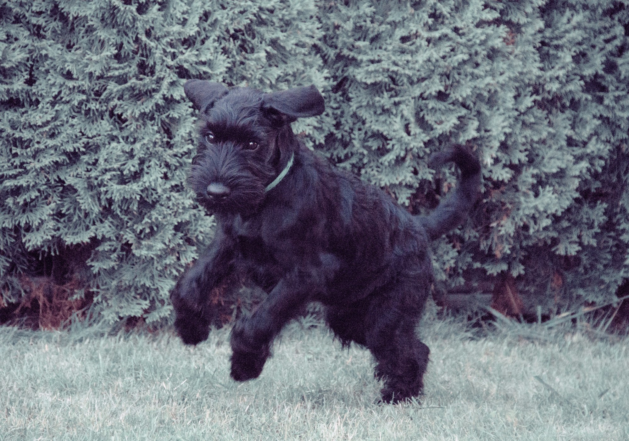Black Puppy Schnauzer jumping