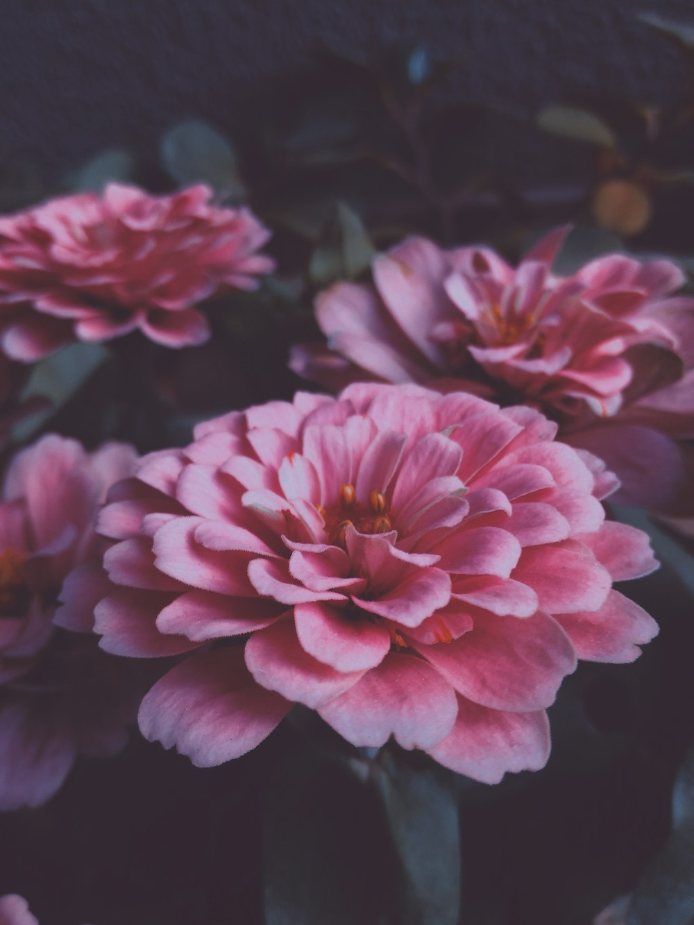 a bunch of pink flowers with green leaves