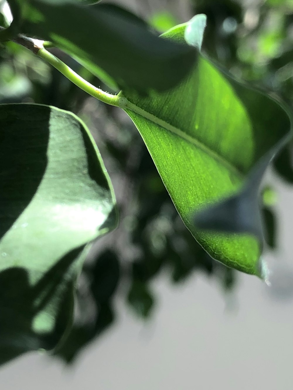 a close up of a green leaf on a tree