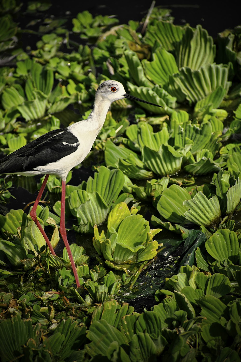 a black and white bird is standing in the grass