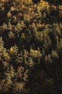a forest filled with lots of tall green trees