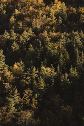 a forest filled with lots of tall green trees