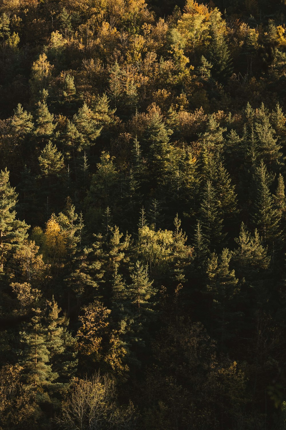 a forest filled with lots of tall green trees