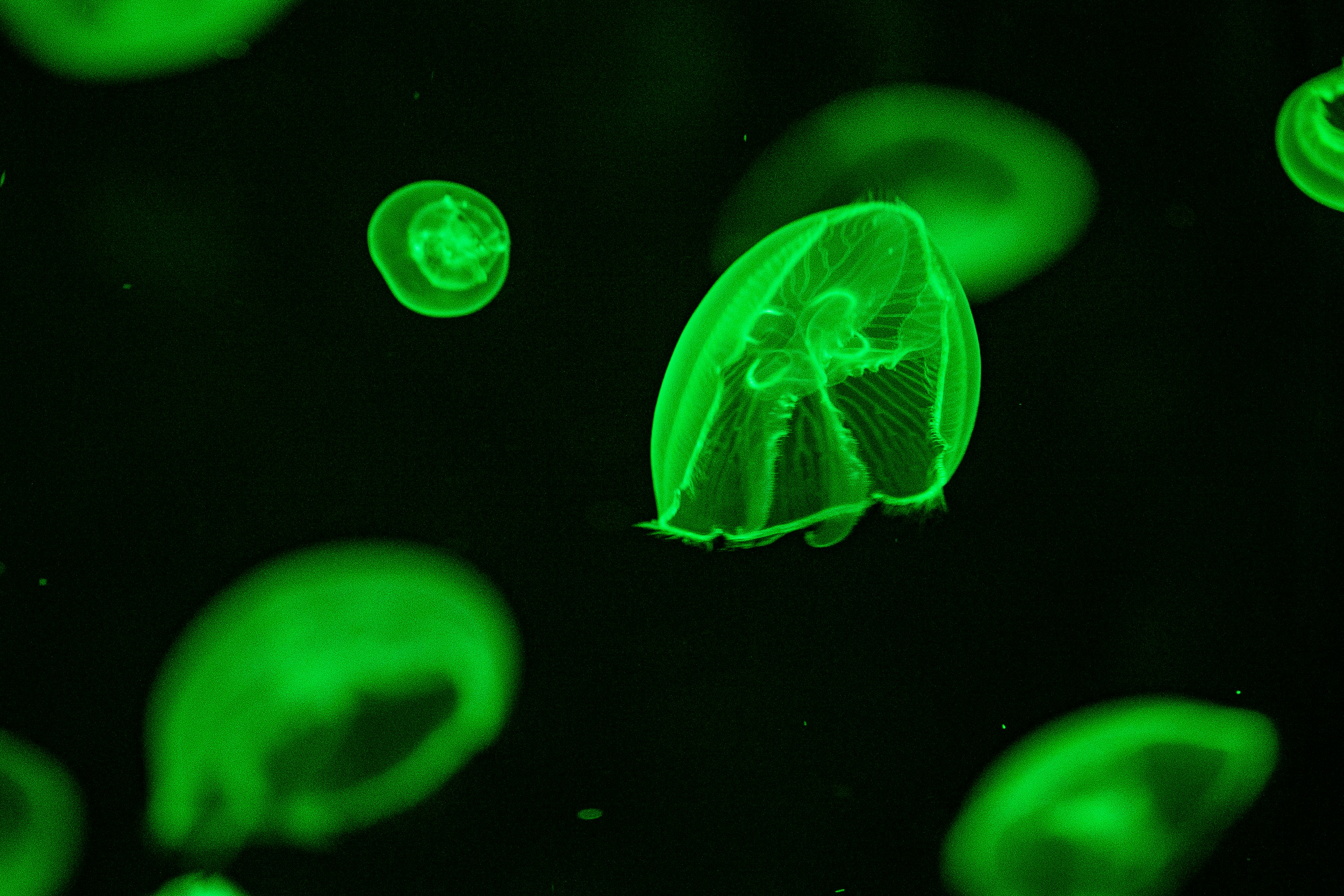 a group of green jellyfish floating in the water