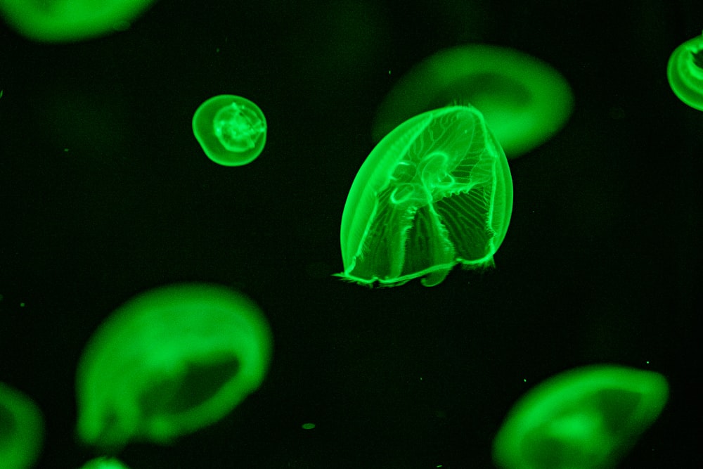 a group of green jellyfish floating in the water
