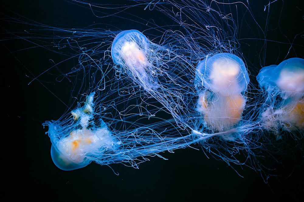 a group of jellyfish swimming in the water