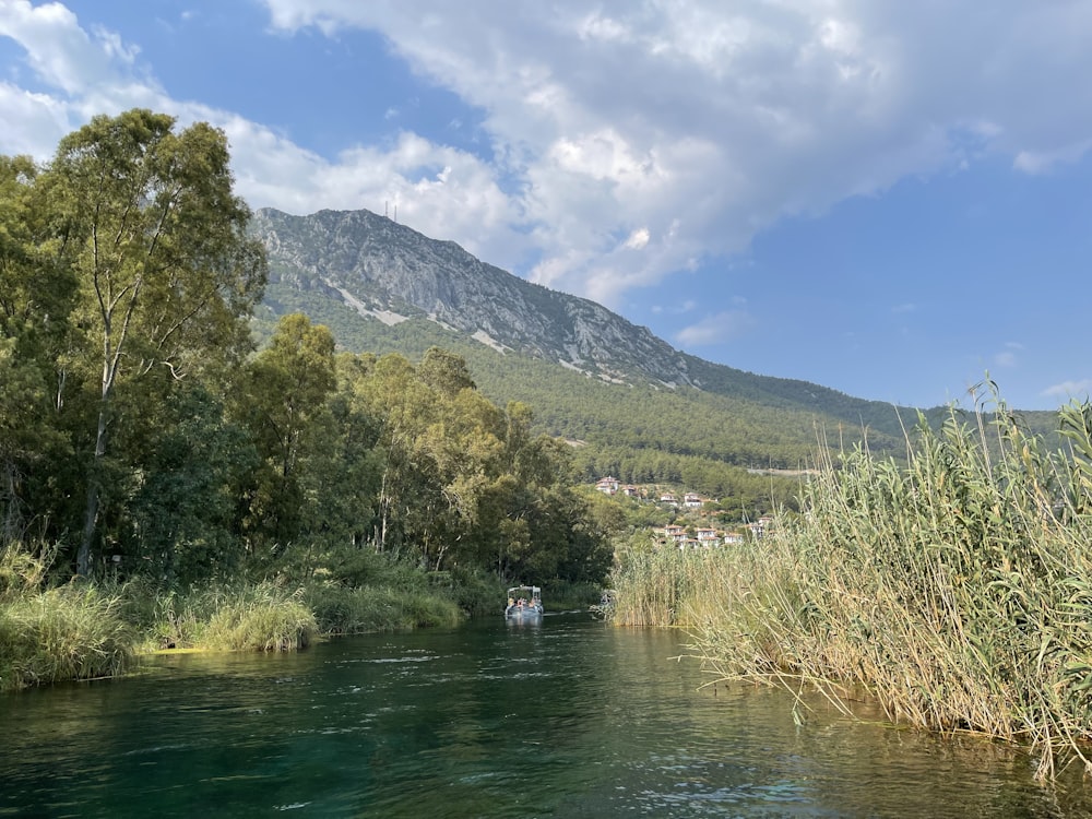 a river running through a lush green forest