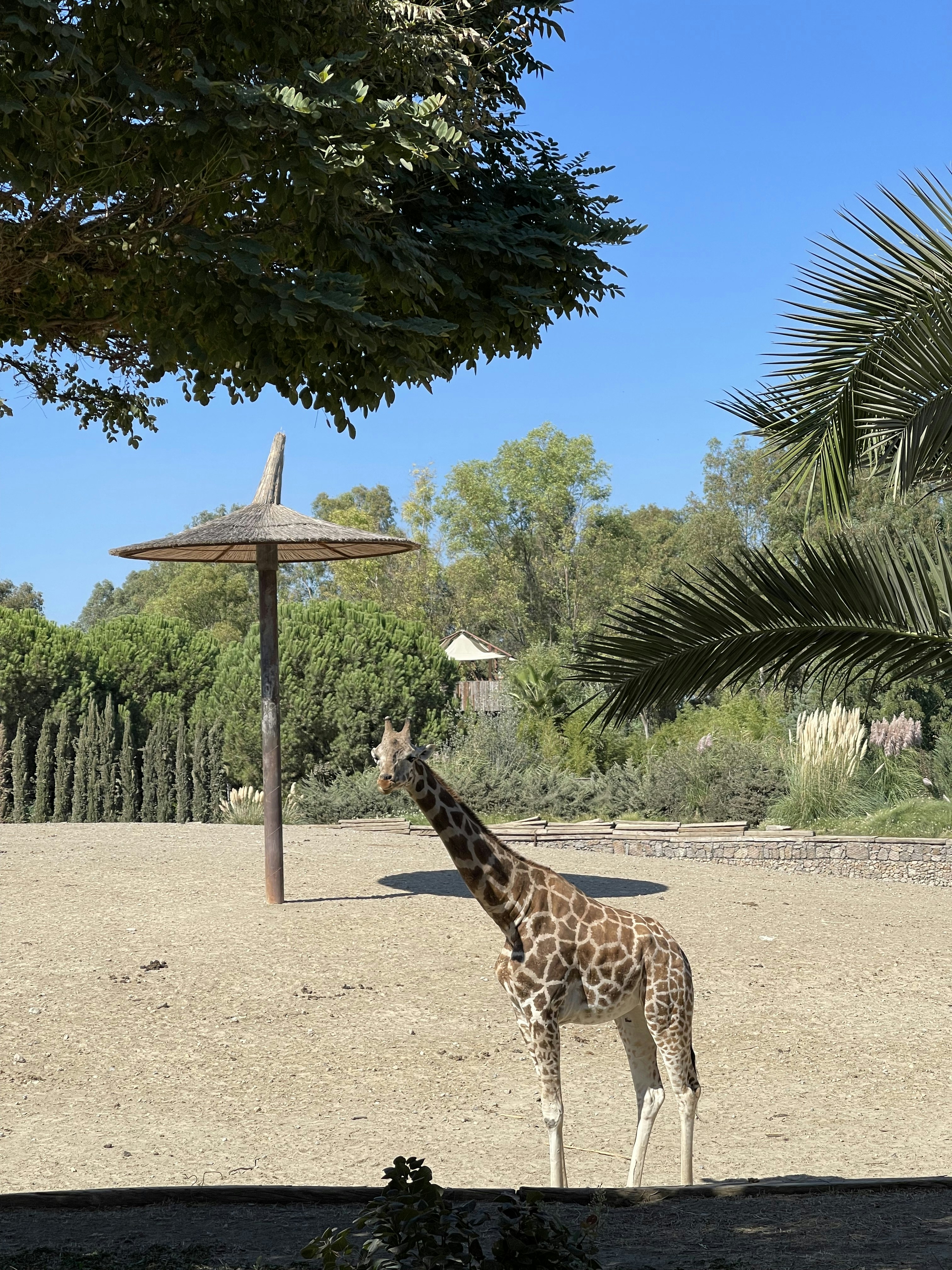 a giraffe standing in a dirt field next to a tree