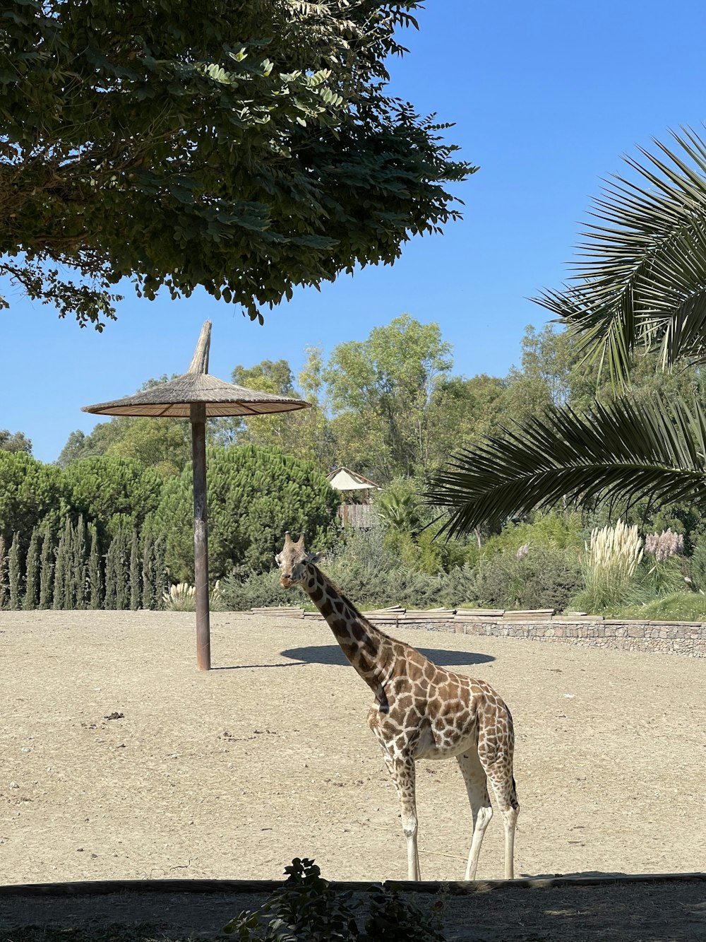 Une girafe debout dans un champ de terre à côté d’un arbre