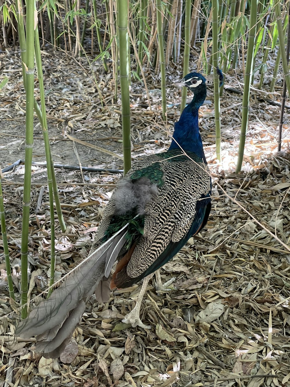 a peacock standing in the middle of a forest