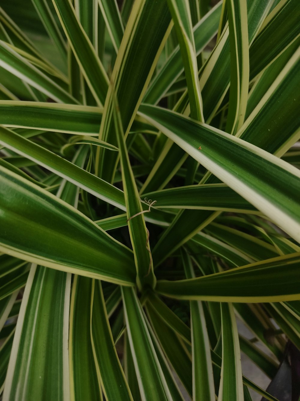 a close up of a plant with green leaves